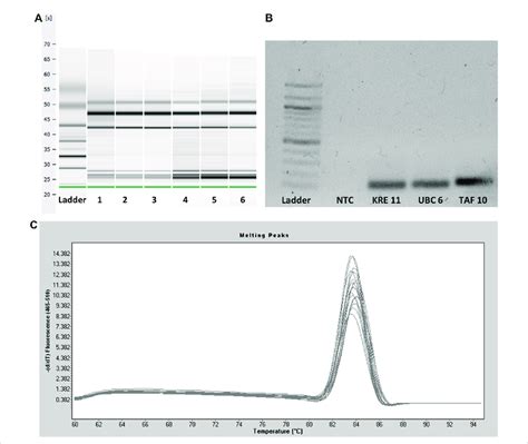 A Capillary Gel Electrophoresis Of Six Representative Rna Samples Download Scientific