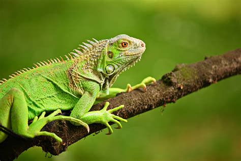 55600 Iguanas Fotografías De Stock Fotos E Imágenes Libres De