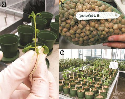 Figure 1.1 from Biological control of Rhizoctonia diseases of potato ...