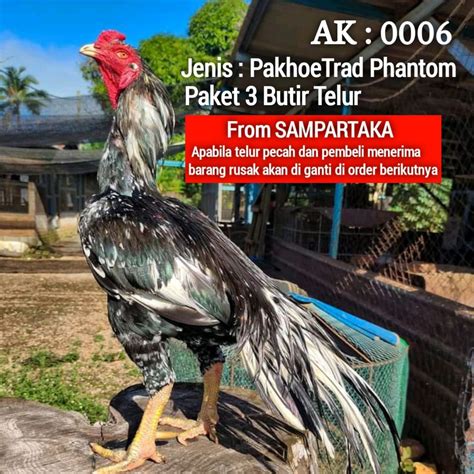 Jual Ayam Pakhoy Brakot Telur Fertil Shopee Indonesia