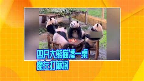 四只大熊猫凑一桌像在打麻将新浪新闻