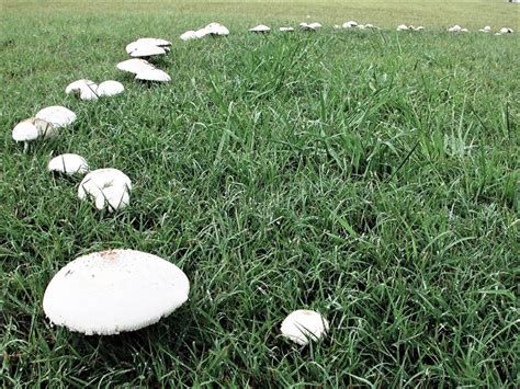 Fairy Rings Showing Up In Lawns Lifestyle The Daily News