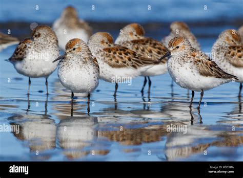 Western sandpipers, resting during spring migration Stock Photo - Alamy