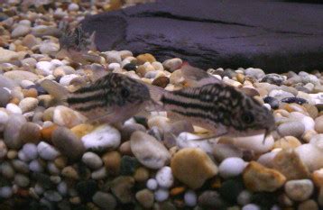 Napo Corydoras Sweet Knowle Aquatics Online Shop