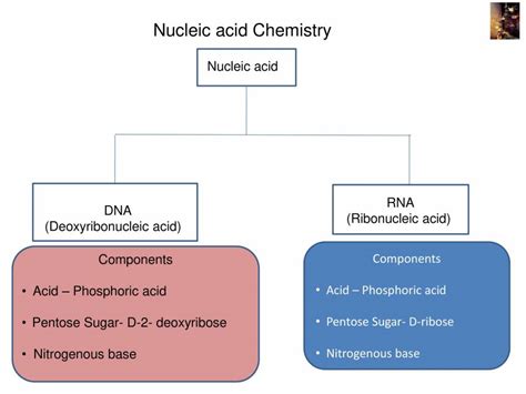 Nucleic Acid Structure Powerpoint Slides Learnpick India