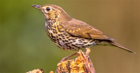 Guide to British thrushes - Happy Beaks Blog