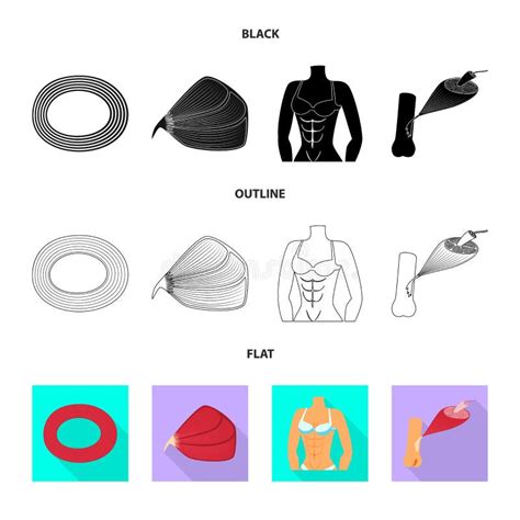 Conception De Vecteur De Fibre Et De Signe Musculaire Placez Du Symbole