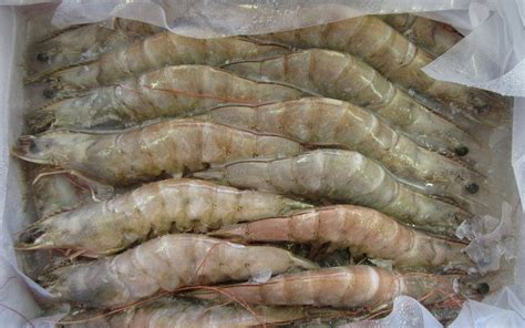 White 16 20 Loose Frozen Prawns At Rs 600 Kg In New Delhi Id