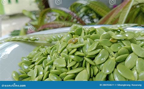 Raw Fruit Seeds of the Leucaena Leucocephala Plant Scattered on a Plate ...