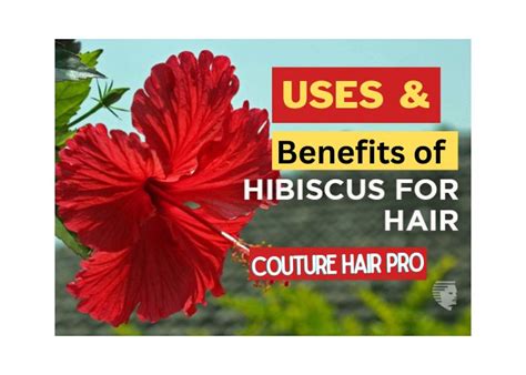 4 Best Ways To Use Hibiscus For Hair Power Of Hibiscus For Hair Couture Hair Pro