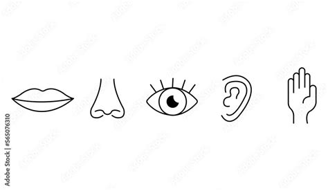 Icon Set Of Five Human Senses Vision Eye Smell Nose Hearing Ear