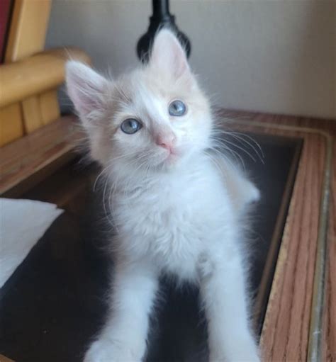 mac cat   adoption rocky kanaka