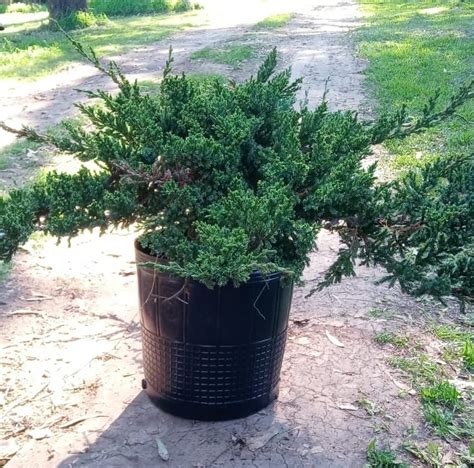 Juniperus Horizontalis Pino Rastrero