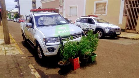 Polícia Ambiental apreende pés de maconha em chácaras de Itapetininga