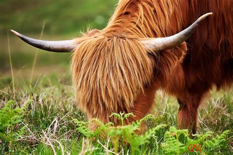 Highland Cow The Barn Self Catering Lairg