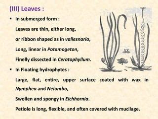 Hydrophytes | PPT