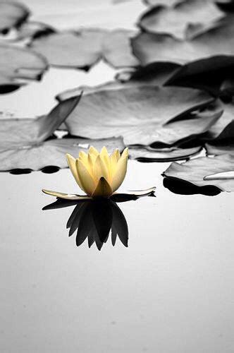 A Yellow Flower Floating On Top Of Water