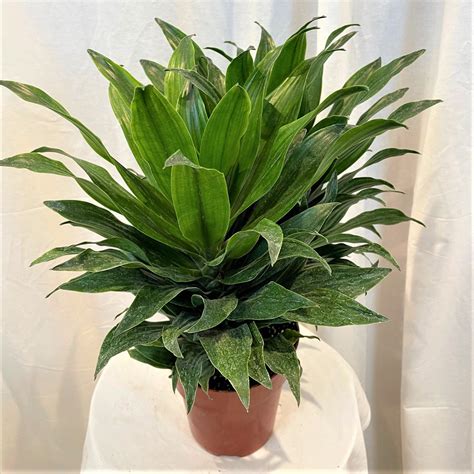 6 Dracaena Dragon Green Jewel Flowers Talk Tivoli