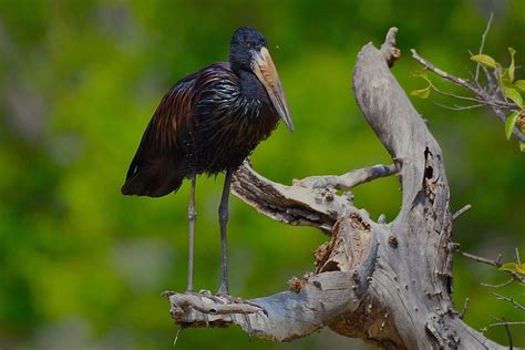 Birdwatching Safari At Mabira Forest Reserve