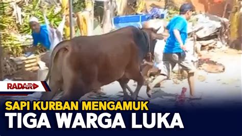 Sapi Kurban Mengamuk Tiga Warga Luka YouTube