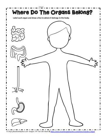 Digestive System Teaching Activity Worksheets Digestive System