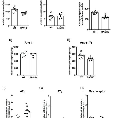 RAS Components Levels In The Hippocampus Of BACHD And WT Mice A