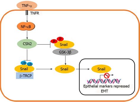 Tnf α Nf κb Snail介导上皮间质转化的作用