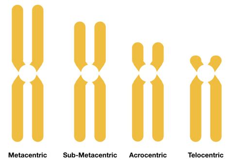 labeled chromosome diagram – KaryotypingHub