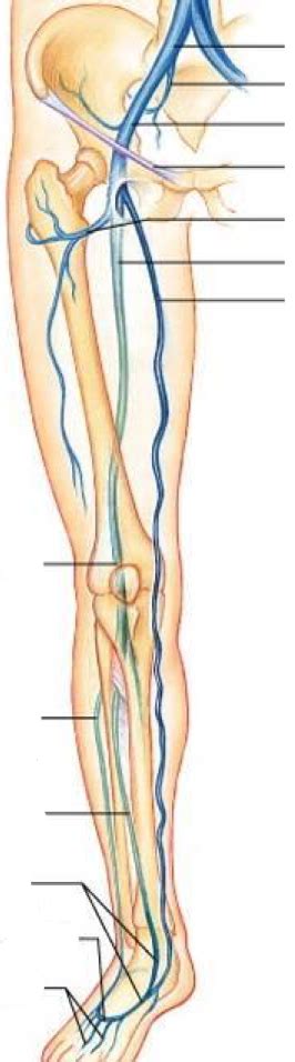 Diagram Of Pelvic Lower Limb Veins Anterior Quizlet