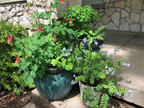 How To Grow Native Plants In Containers In Kansas City Kansas City Star