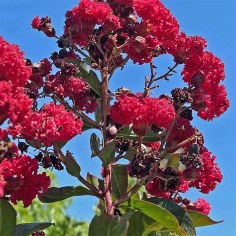 Lagerstroemia Ruffled Red Magic Urban Tree Farm Nursery