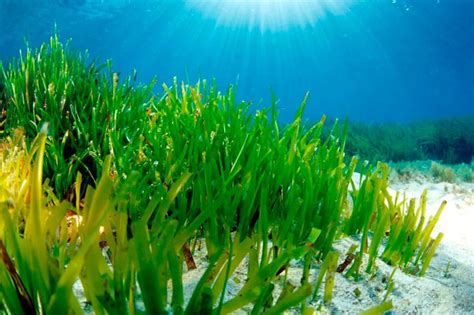 La Posidonia Oce Nica Del Mar Mediterr Neo Acron Utica