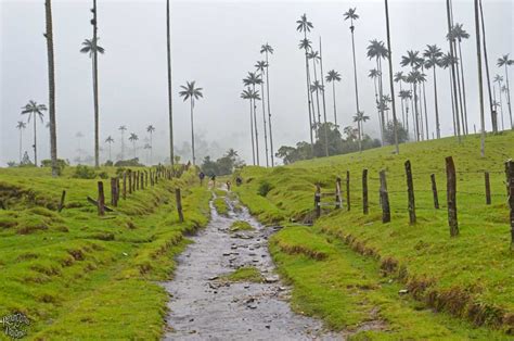 Valle del Cocora: la cuna de la Palma de Cera - Renunciamos y Viajamos