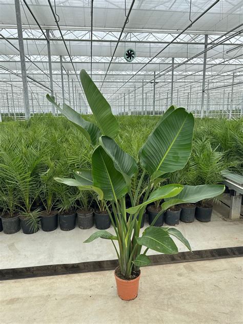 Strelitzia alba — Plant Wholesale FlorAccess