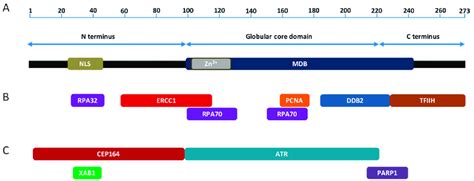 Xpa Domains And Interacting Partners Domain Structure Of The Human Xpa