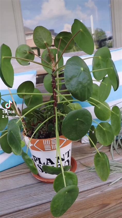 Caring For Pilea Chinese Money Plant Artofit