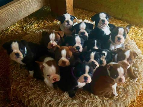 Boston Terrier Puppies | PetClassifieds.com