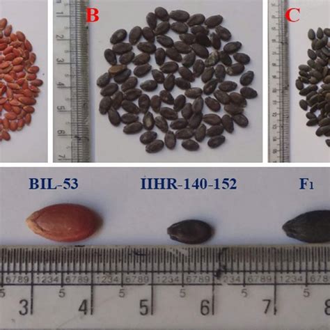 Seed coat color of parents and F1 used in current study A BIL-53 with... | Download Scientific ...