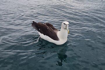 Harbour Albatross And Wildlife Cruise On Otago Harbour Port