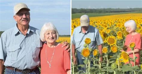 Man Plants 1 2 Million Sunflowers In Field As 50th Wedding Anniversary