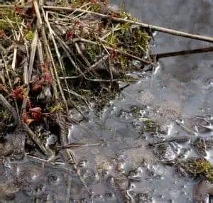 How to Get Rid of Leeches in Ponds (Quick & Safe Treatments) - Pond ...