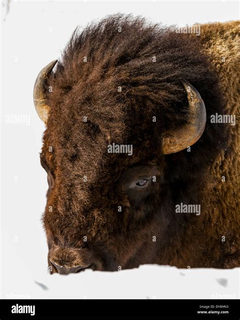 Yellowstone winter buffalo hi-res stock photography and images - Alamy