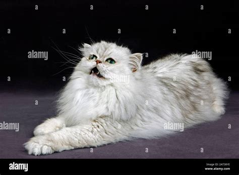 Silver Chinchilla Persian Cat Hi Res Stock Photography And Images Alamy