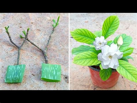 Cultivation of Gardenia – Gardener Guidebook