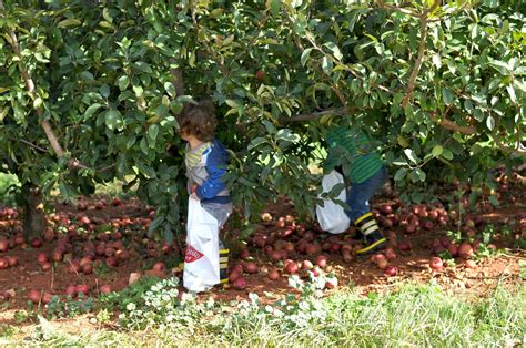 Marbles Rolling: Apple Picking