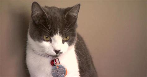 Pop-Up Manhattan Cat Cafe Brings Animal Lovers, Adoptees Together - CBS New York