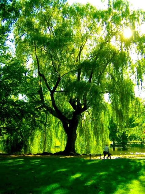 🔥 50 Weeping Willow Tree Wallpapers Wallpapersafari