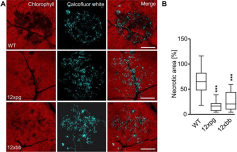 Microscopic Analysis Of Early Stage Of Infection Of B Cinerea Wt And