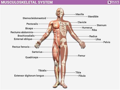 Musculoskeletal System Diagram Labeled