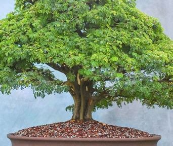 Care guide for the Wattle Bonsai tree (Acacia) - Bonsai Empire